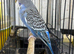 SOLD.                           Beautiful baby budgies for sale
