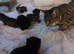 Kittens