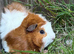 Tri coloured guinea pigs for sale