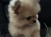 2 Adorable Pomeranian Boys