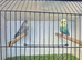 Pretty budgies available for new homes.