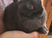 3 beautiful boy netherland dwarfs