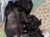 One male pug puppy left