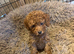 Toy poodles looking for their forever 5 star home