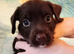 Cocker spaniel X terrier mix puppies