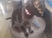 2 Black kittens