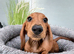 Beautiful clear red mini dachshund girl