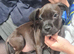 Mixed breed boy dog
