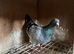 Racing pigeons for sale