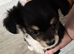 Beautiful male chihuahua puppy