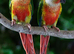2 x 2025 yellow sided conure cock/male birds
