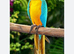 Any parrot