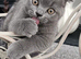 2 Beautiful Scottish Fold And Straight Ear Kittens