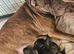 Staff x ridgeback pups
