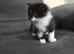 ¾ Maine coon kittens