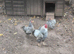 Breeding group of silver laced Wyandotte bantams