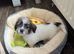 Shihtzu cross jack Russell