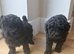 Toy poodle puppies show quality
