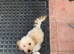 7month old miniature poodle x miniature dachshund boy