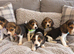 Full beagles
