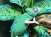 Female Pied Yemen Chameleons at Birmingham Reptiles