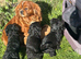 Cavapoo puppie