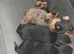 Dutch hound puppies