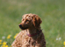 Health tested miniature poodle puppies