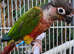 Beautiful High Red Mutation Yellow Sided Conure
