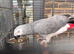 African grey parrot for sale