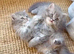 Beautiful British Shorthair & Longhair Kittens