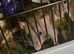 2 friendly young female rats