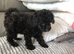 Stunning toy poodles