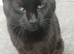 Beautiful black cat