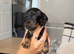 Two mini dachshund left