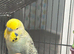 Burdgies