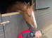 Beautiful chestnut Gelding