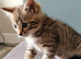 Gorgeous Bengal Kitten