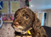 F1b cockapoo puppys