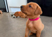 KC Fox Red Labrador Puppies