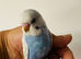 3 Hand reared Baby Budgies