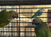 20 week old derbyan parakeet babies