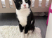 Cats for re home