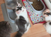 TICA REGISTERED MAINE COON KITTEN