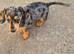 2 stunning Daxi ready to leave