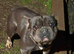 Bull dog x northfolk terrier pups