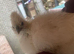 One silkie left