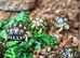 Adorable Leopard Tortoises