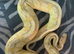 Banana pastel ball python FEMALE