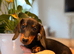 2 x TINY miniature KC dachshund pups ready to go ️